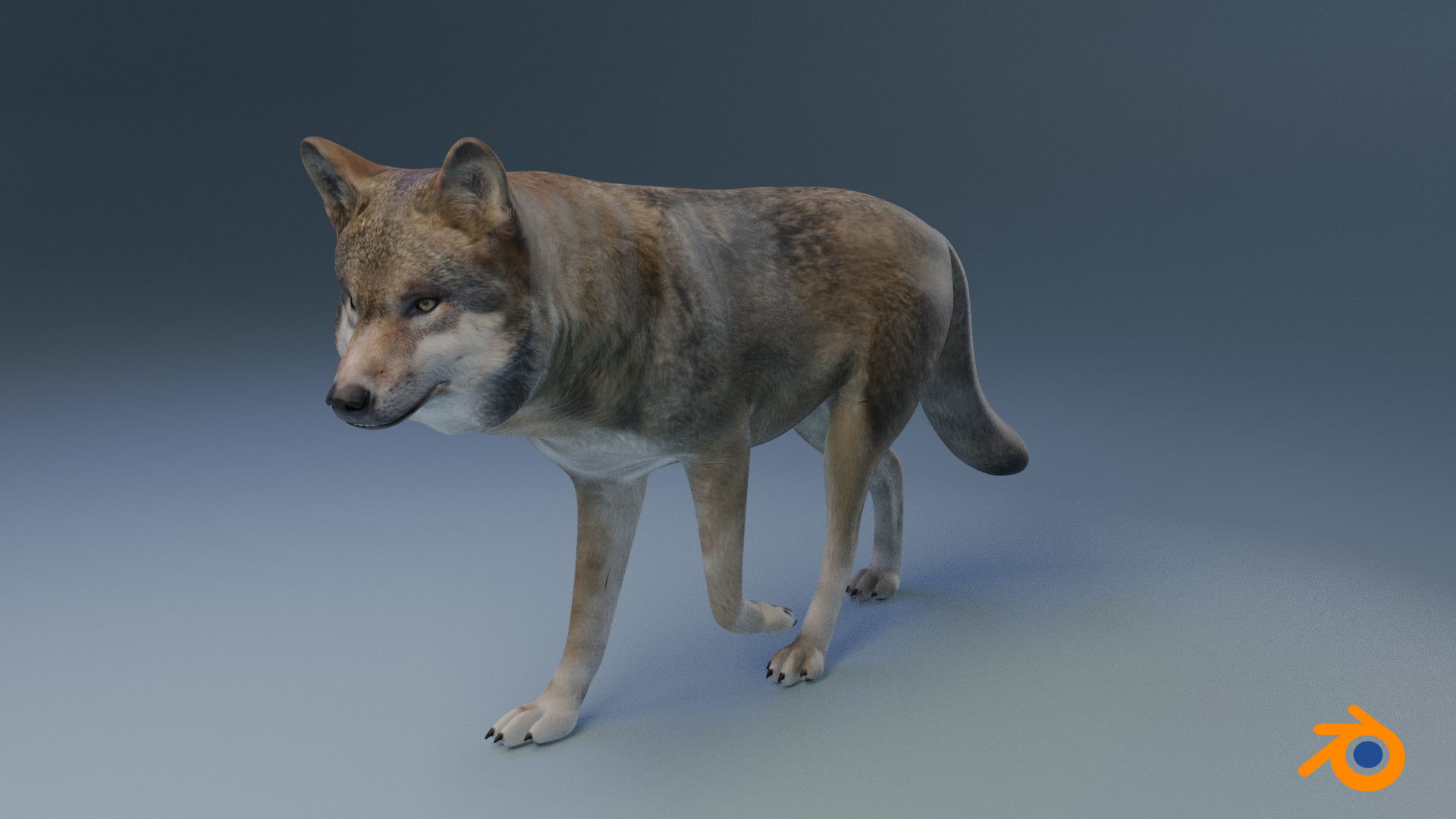 Gray wolf Low-poly 3D model_14