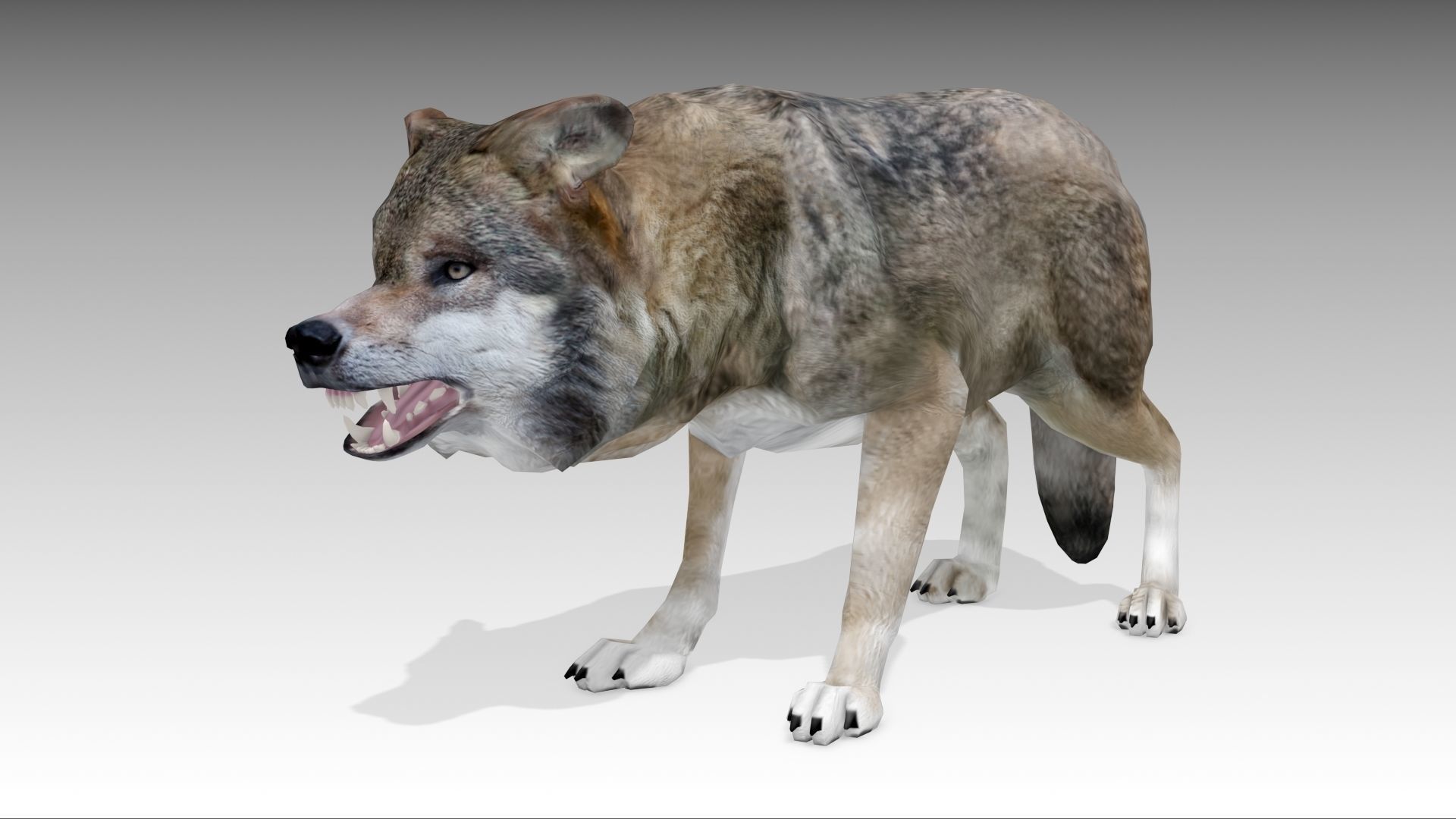 Gray wolf Low-poly 3D model_8