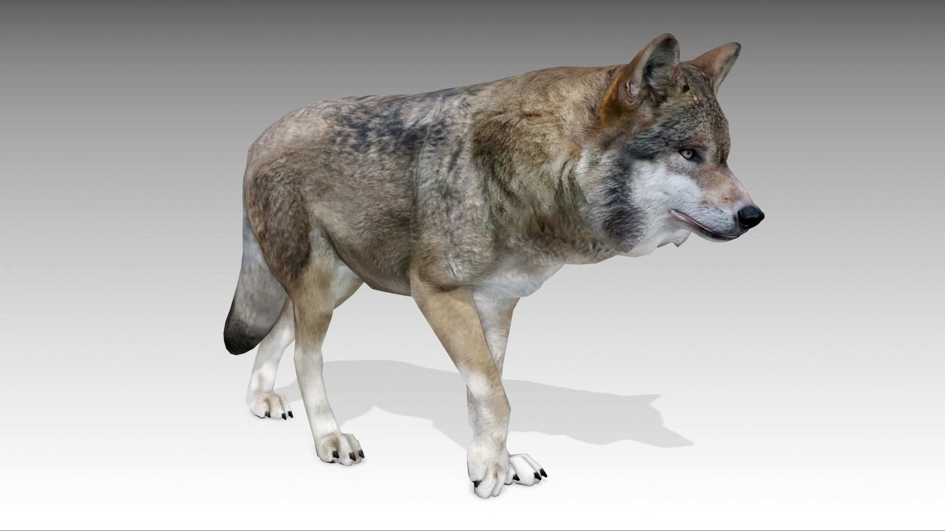 Gray wolf Low-poly 3D model_3