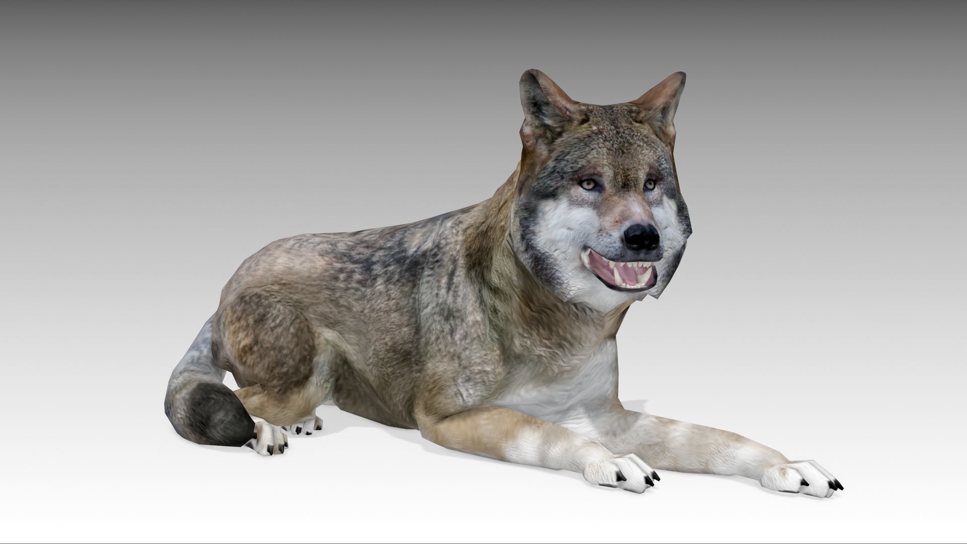 Gray wolf Low-poly 3D model_6