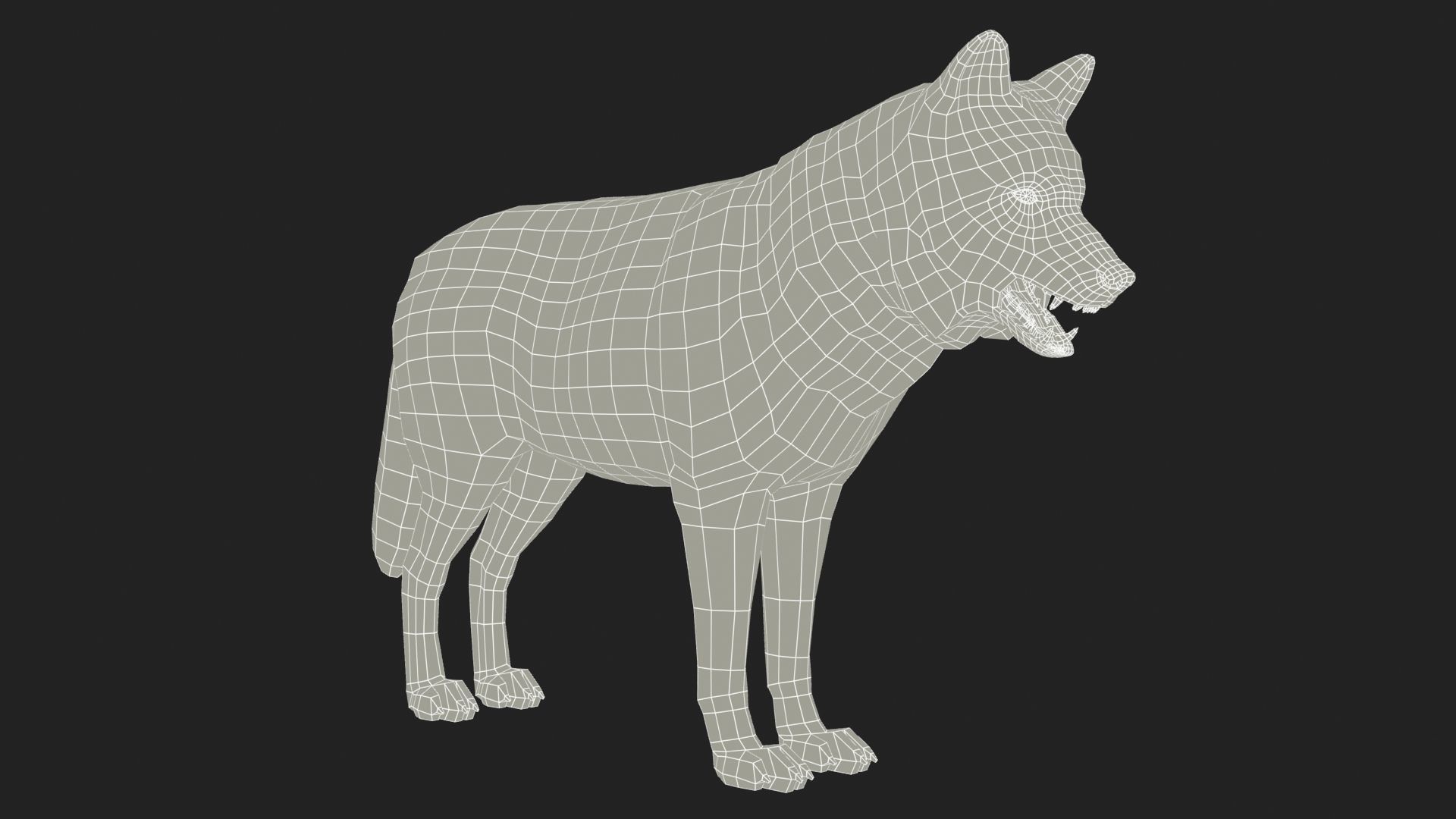 Gray wolf Low-poly 3D model_15