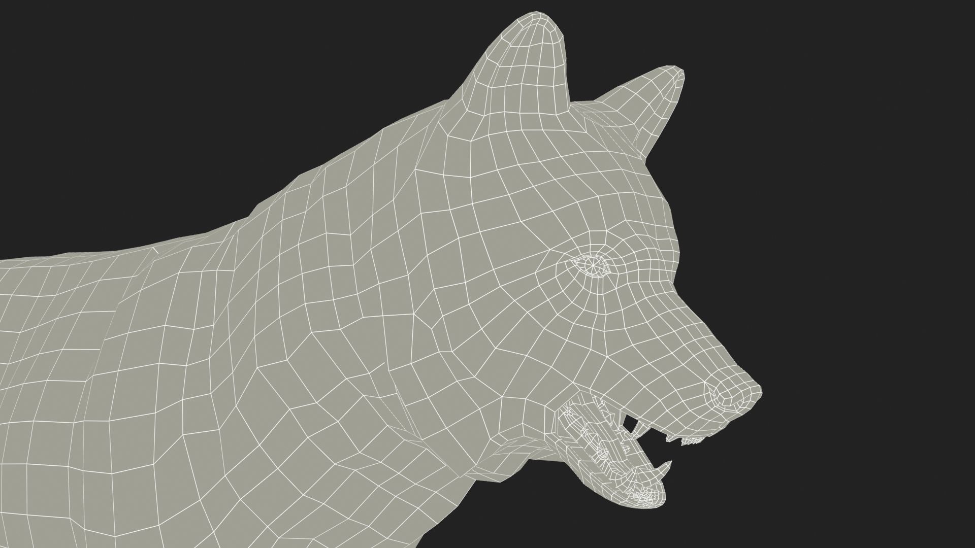 Gray wolf Low-poly 3D model_16