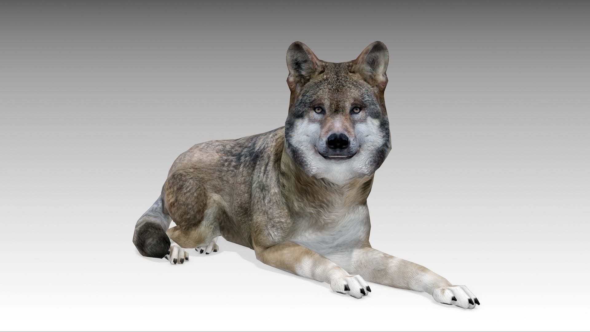 Gray wolf Low-poly 3D model_11