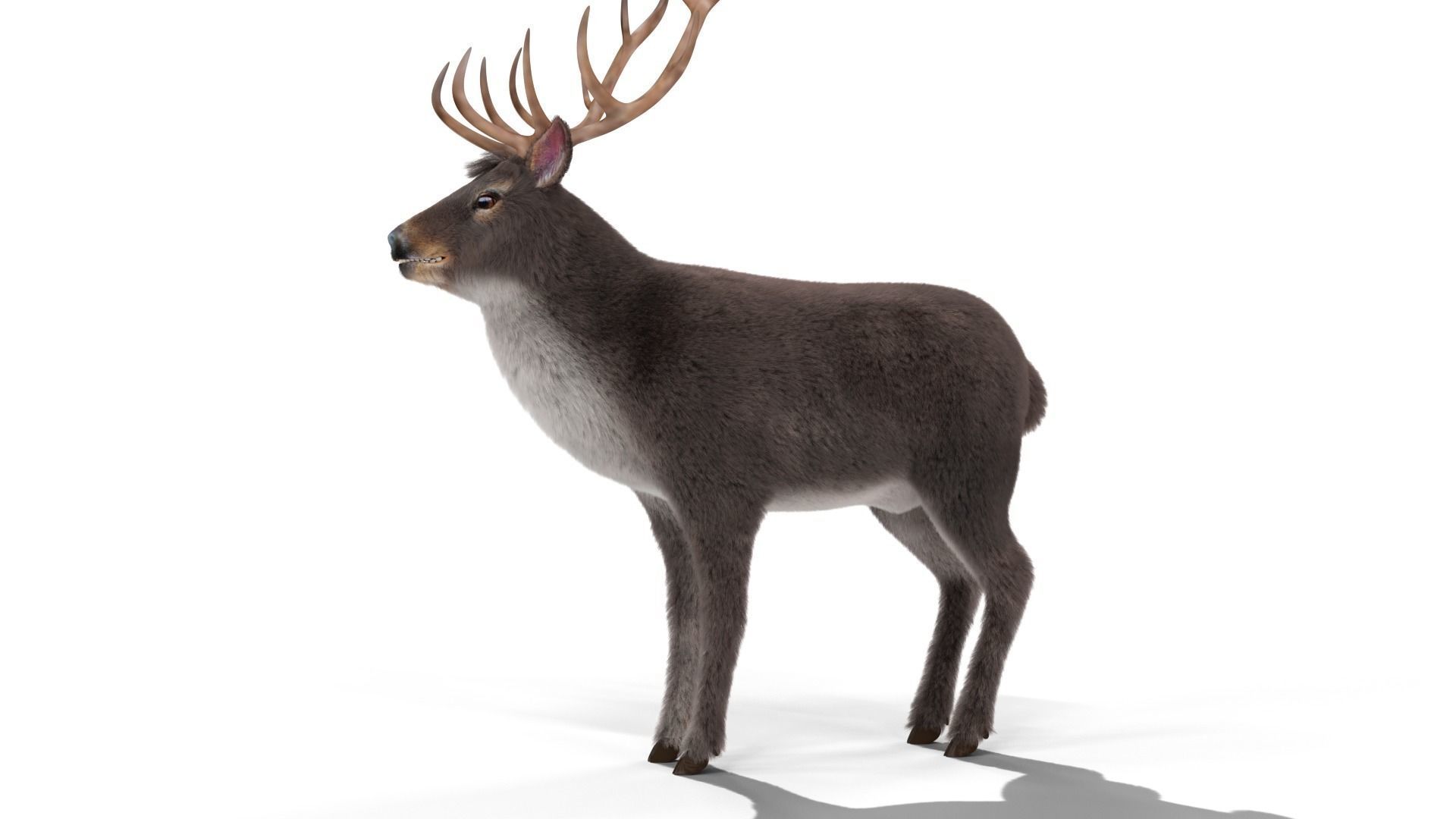 Fur Gray stag Deer NO RIG Low-poly 3D model_4