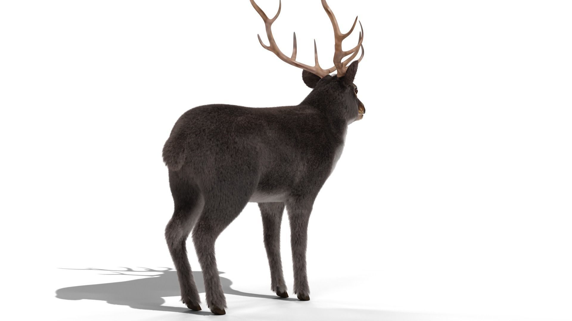 Fur Gray stag Deer NO RIG Low-poly 3D model_6