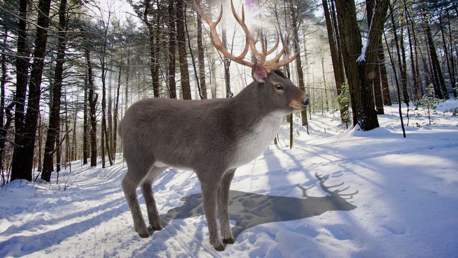 Fur Gray stag Deer NO RIG Low-poly 3D model_1