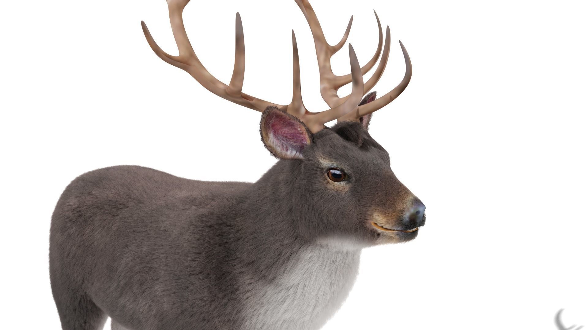 Fur Gray stag Deer NO RIG Low-poly 3D model_5