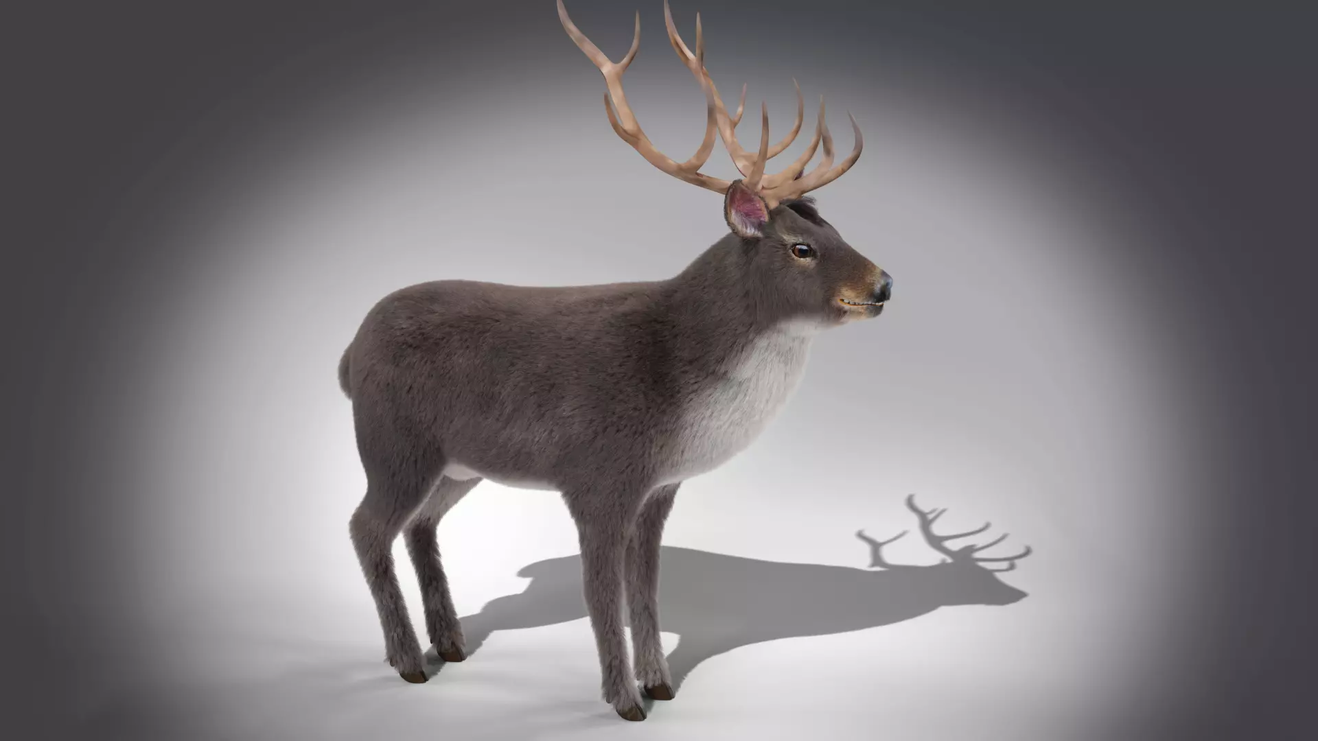 Fur Gray stag Deer NO RIG Low-poly 3D model_0