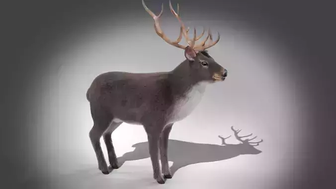 Fur Gray stag Deer NO RIG Low-poly 3D model