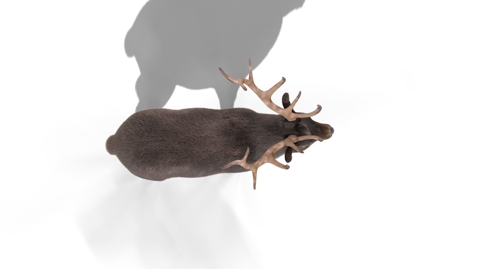 Fur Gray stag Deer NO RIG Low-poly 3D model_3