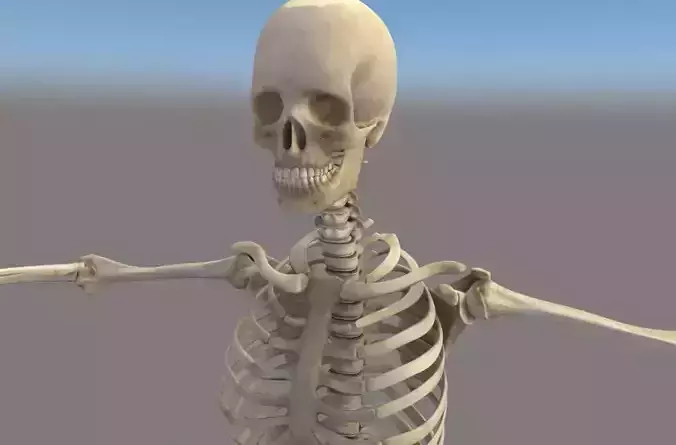 Human Skelton Free 3D model