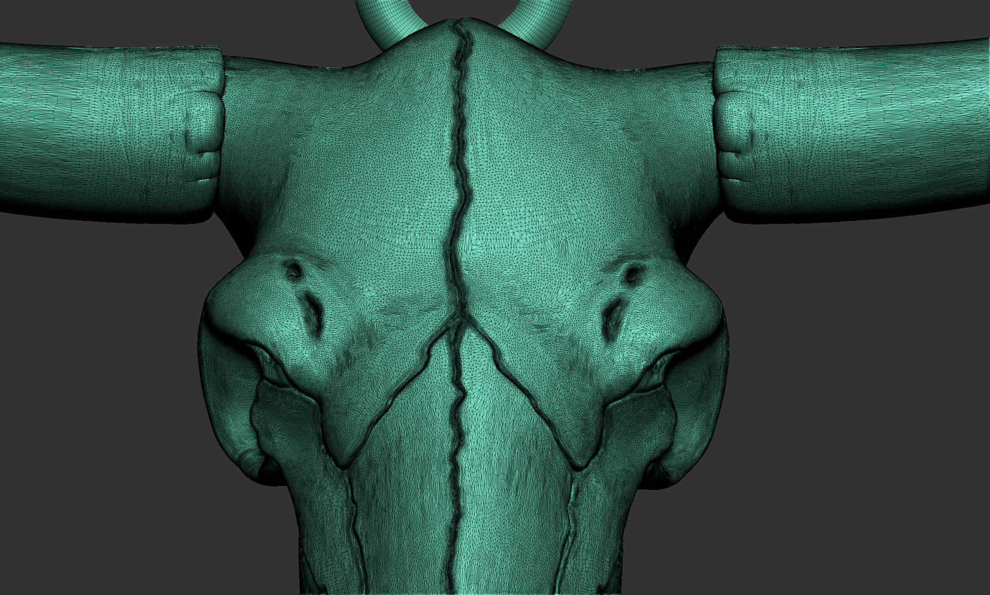 LongHorn Cow Skull 3D print model_7