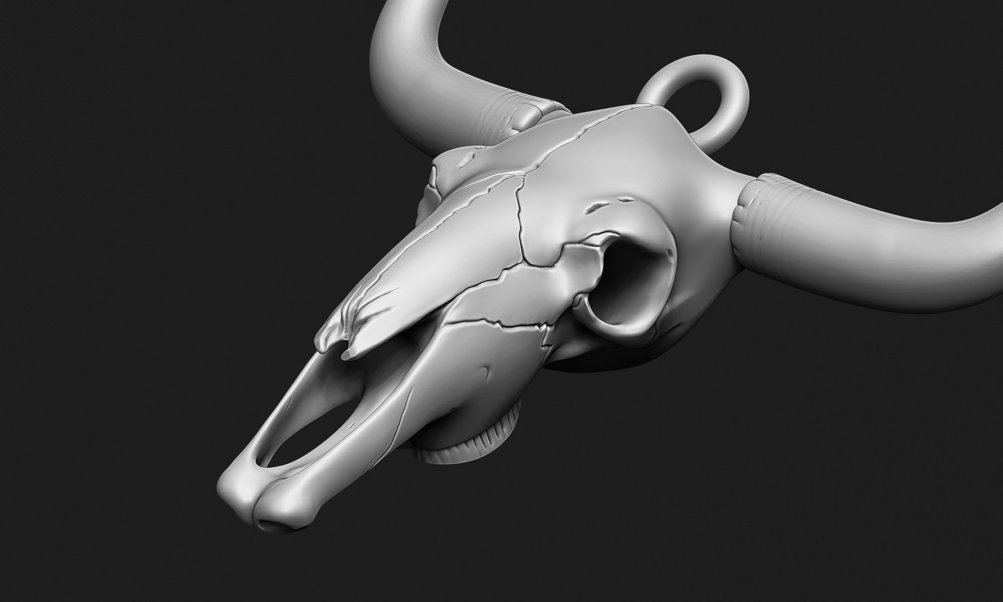 LongHorn Cow Skull 3D print model_3