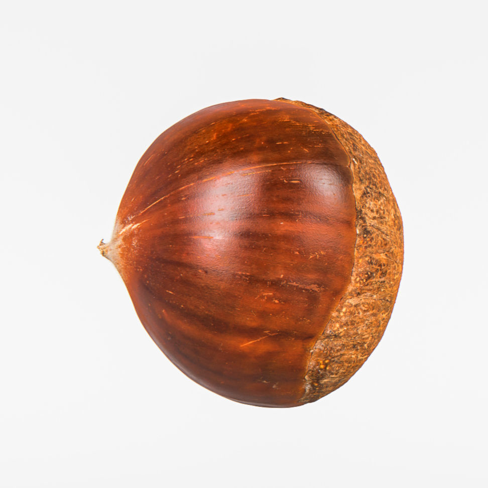 Chestnut 3D model_5