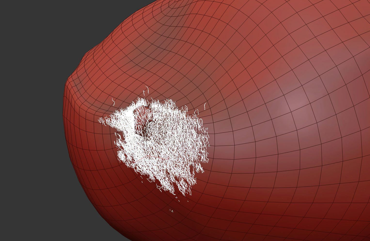 Chestnut 3D model_11