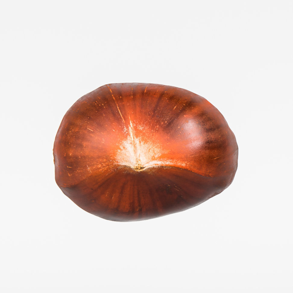 Chestnut 3D model_6
