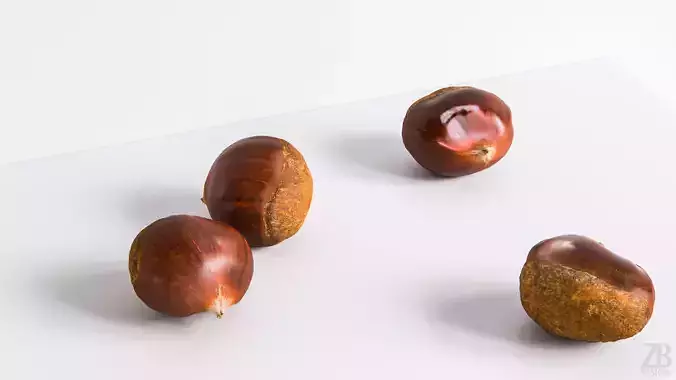 Chestnut 3D model