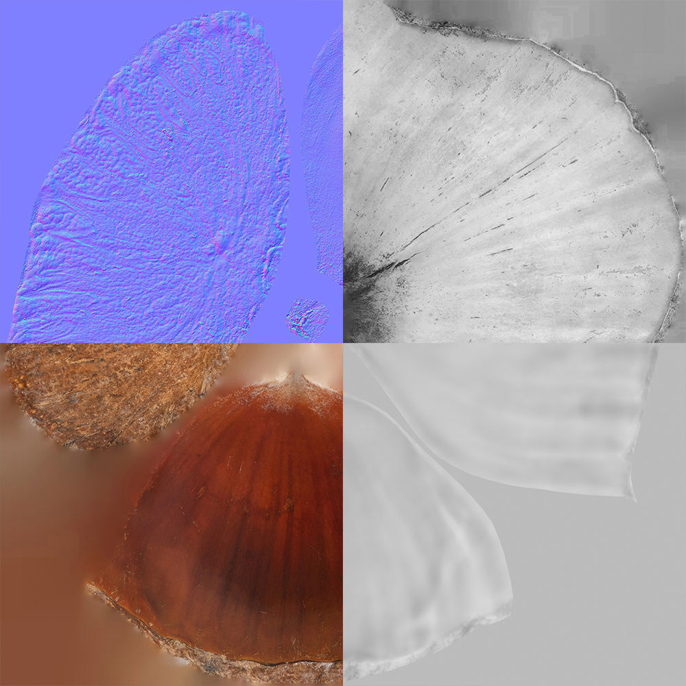 Chestnut 3D model_12