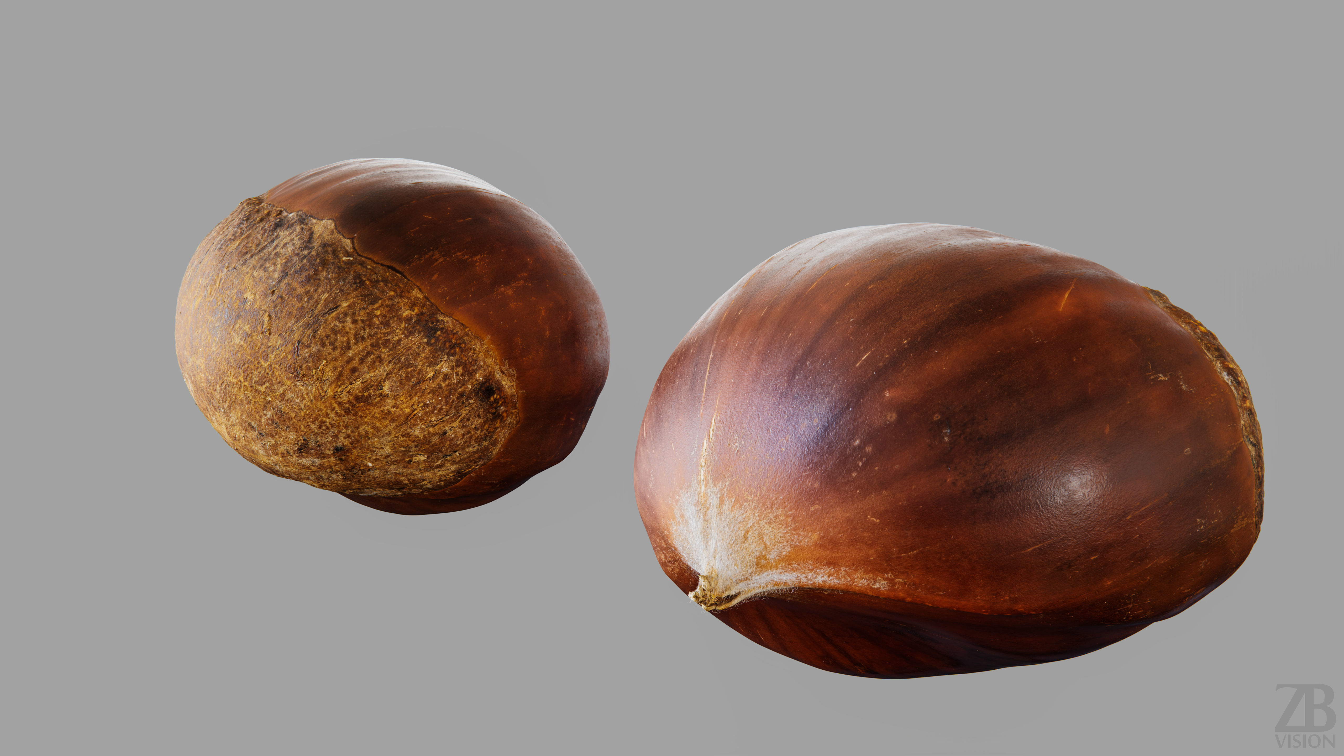 Chestnut 3D model_13