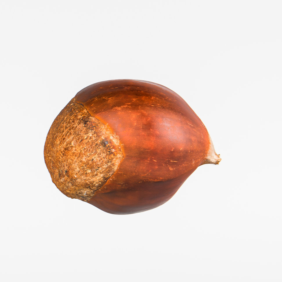 Chestnut 3D model_8