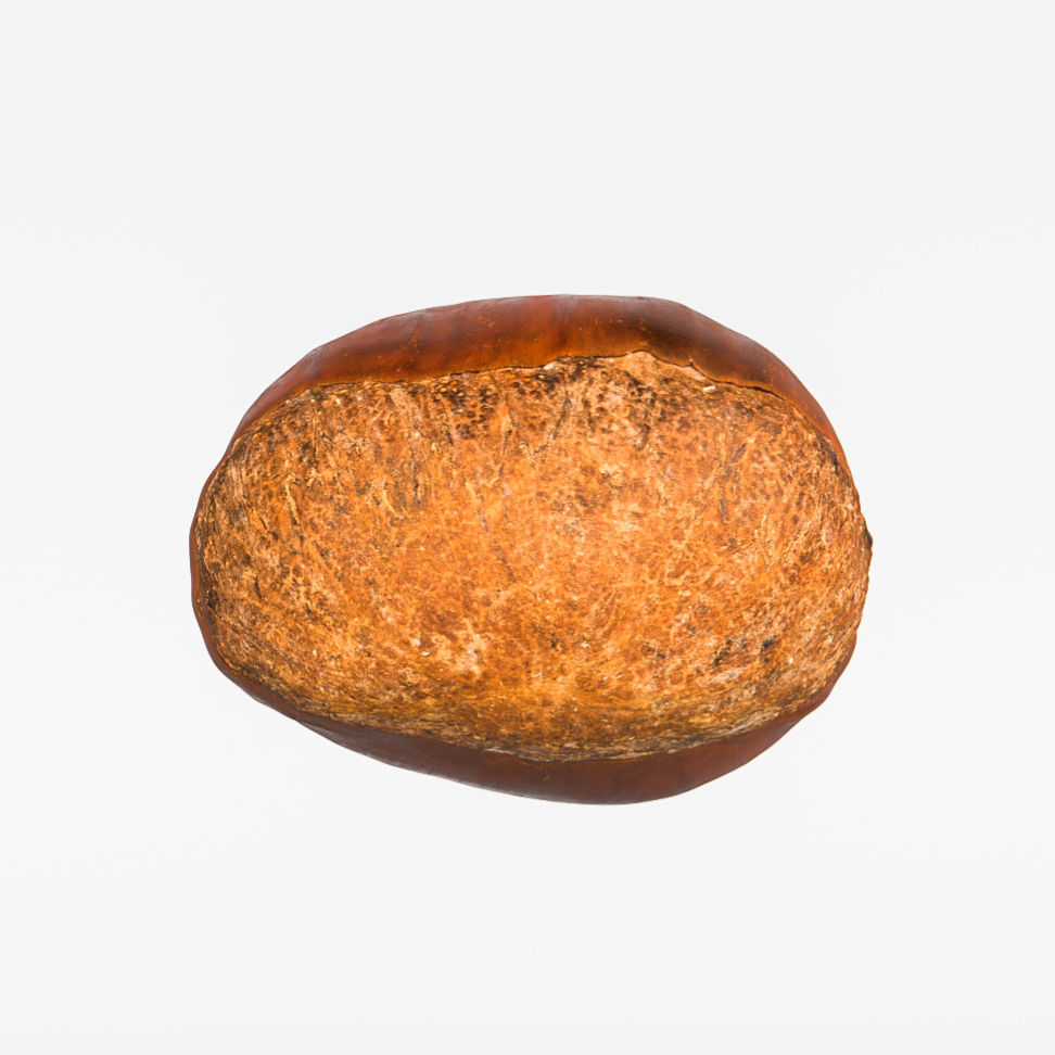 Chestnut 3D model_7