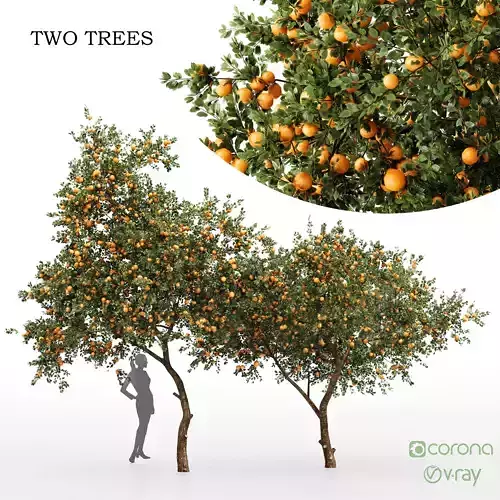 Orange fruit tree 3D model