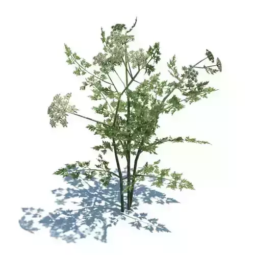 Annual Herb Plant Fool s Parsley 3D model