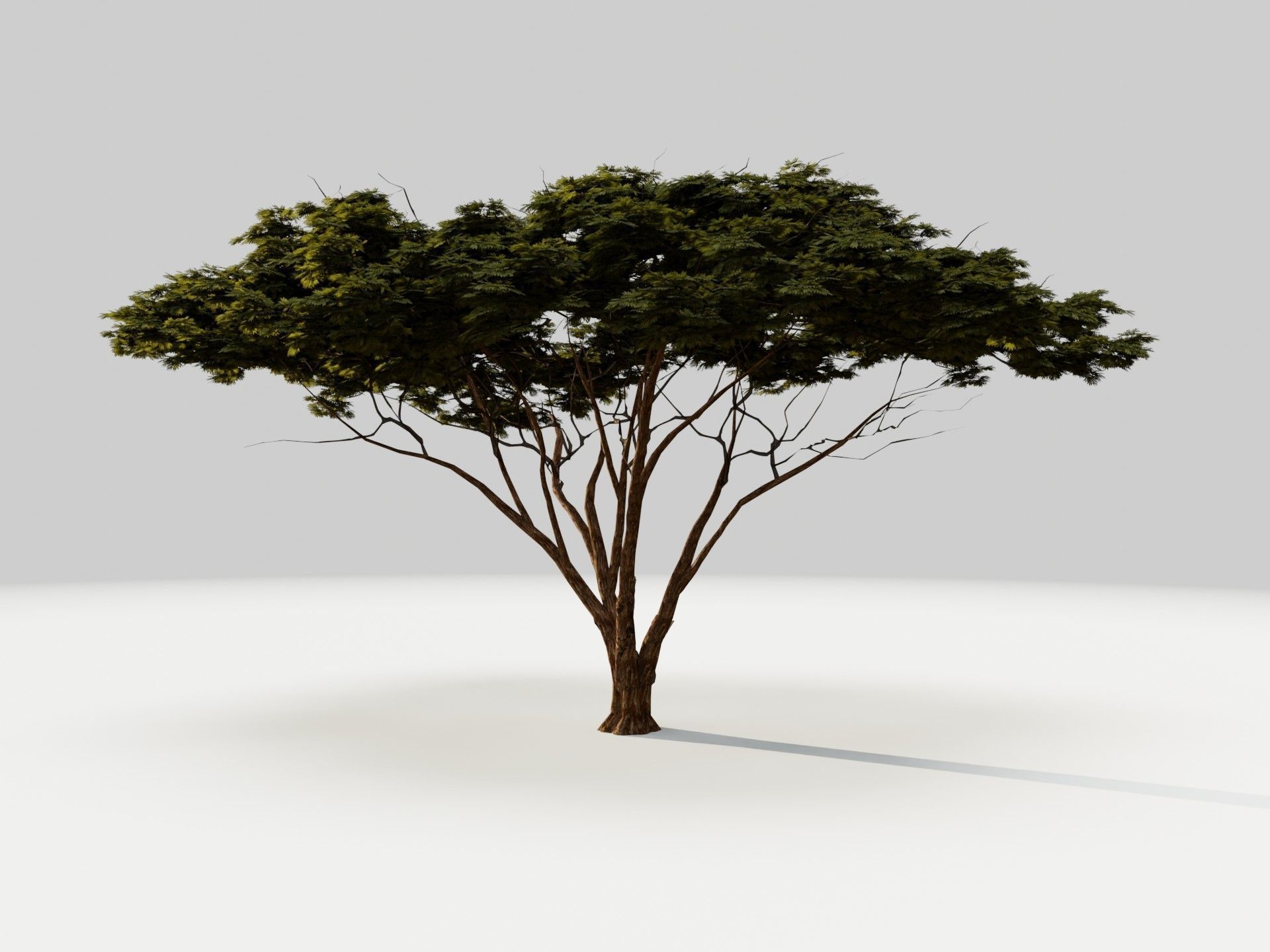 3D Trees tree - tree 3D Model Collection_7