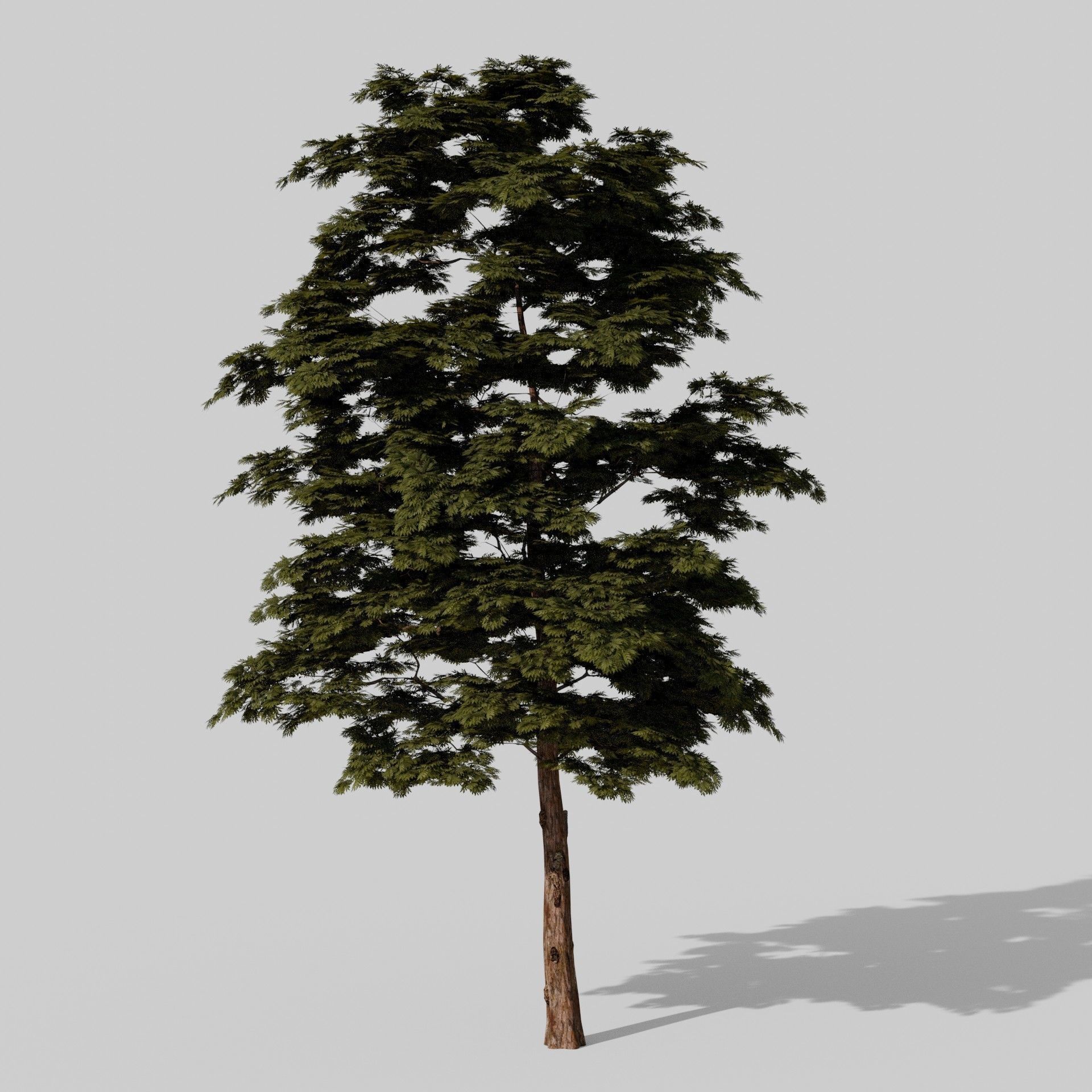 3D Trees tree - tree 3D Model Collection_10