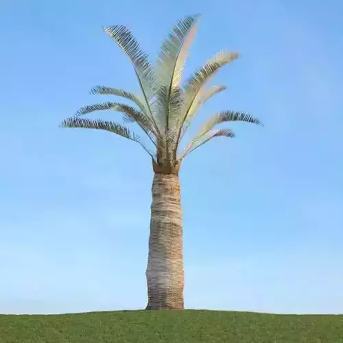 Jubela Chilensis Tree 3D model