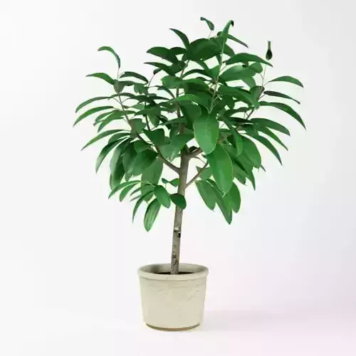 Leaf Pot Plant