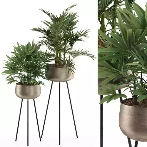 Plants collection 514 3D model