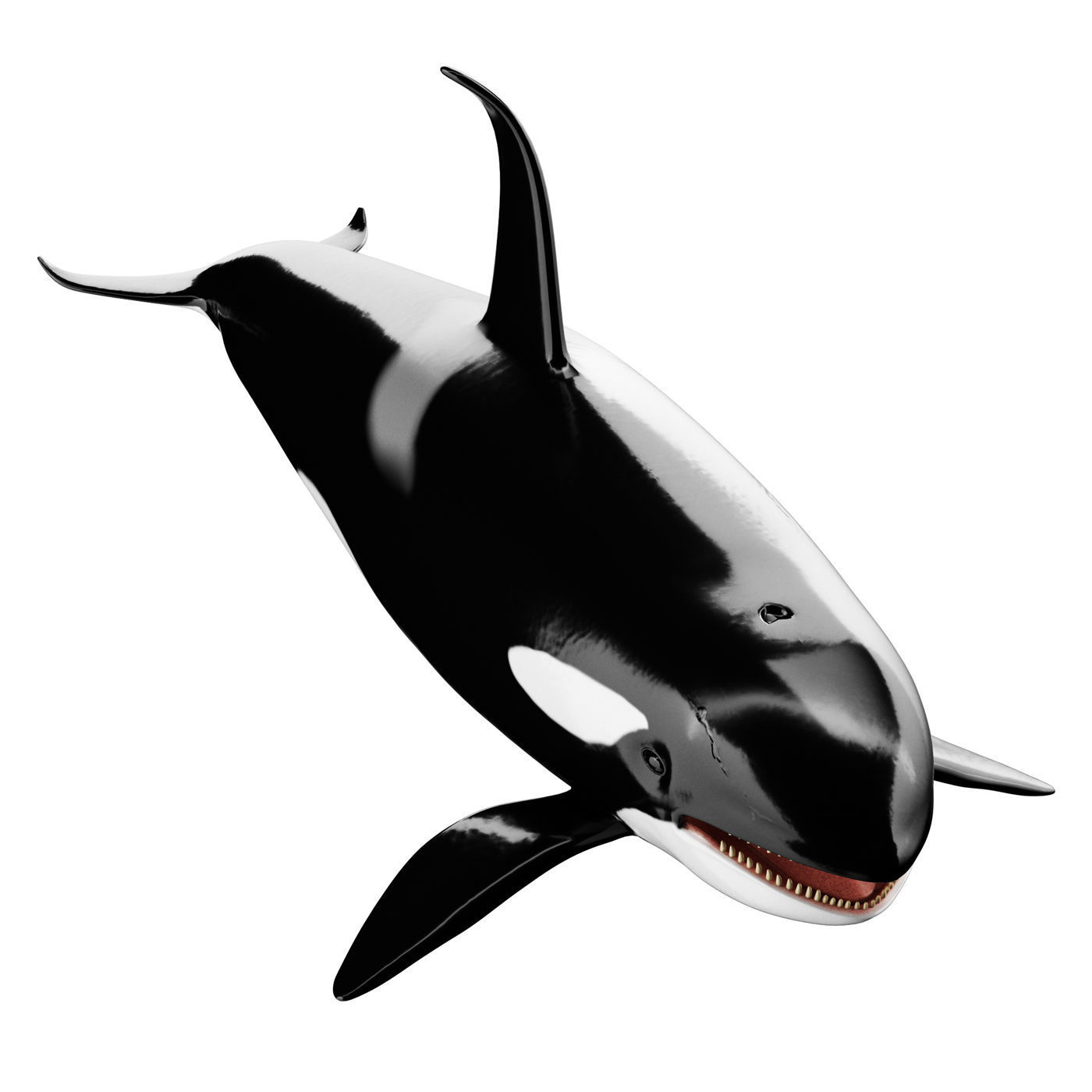 Killer whale Low-poly 3D model_1