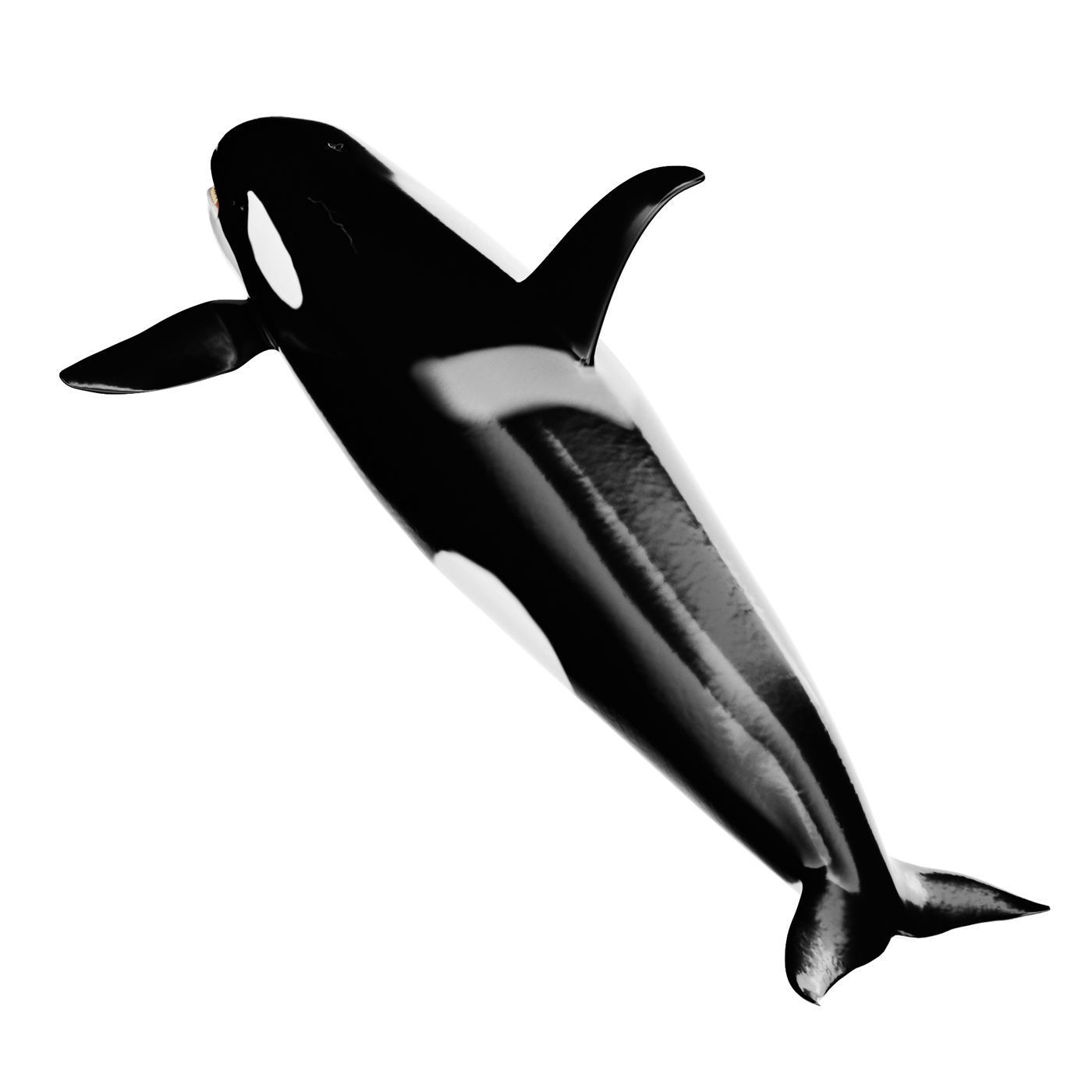 Killer whale Low-poly 3D model_3