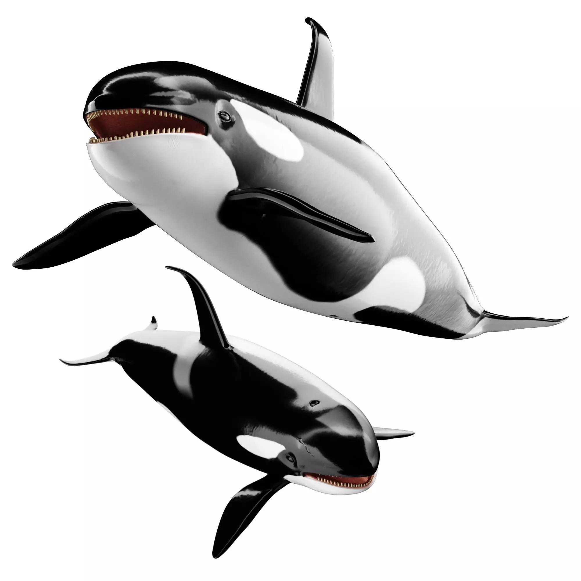 Killer whale Low-poly 3D model_0