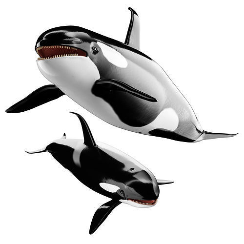 Killer whale Low-poly 3D model