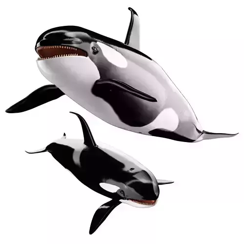 Killer whale Low-poly 3D model