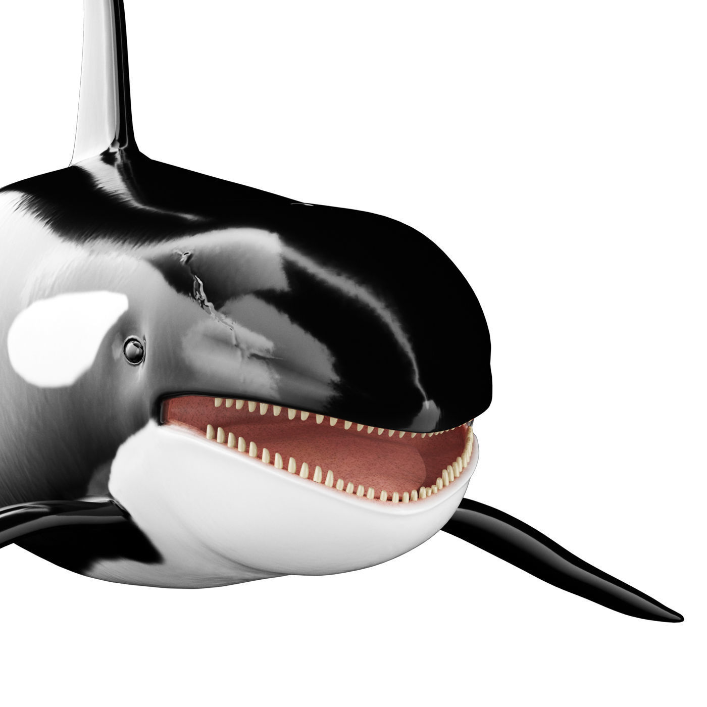 Killer whale Low-poly 3D model_4
