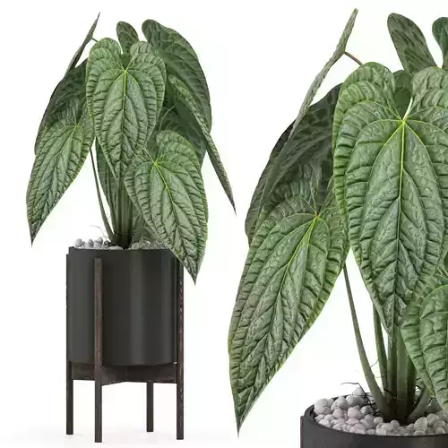 Plants collection 516 3D model
