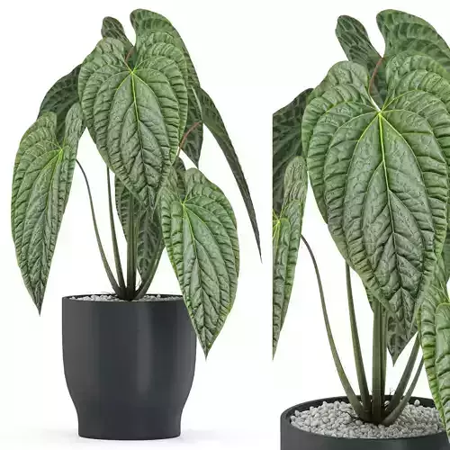Plants collection 517 3D model