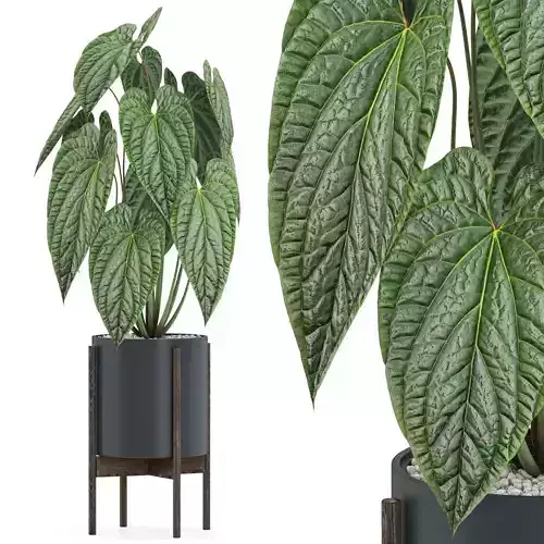 Plants collection 518 3D model