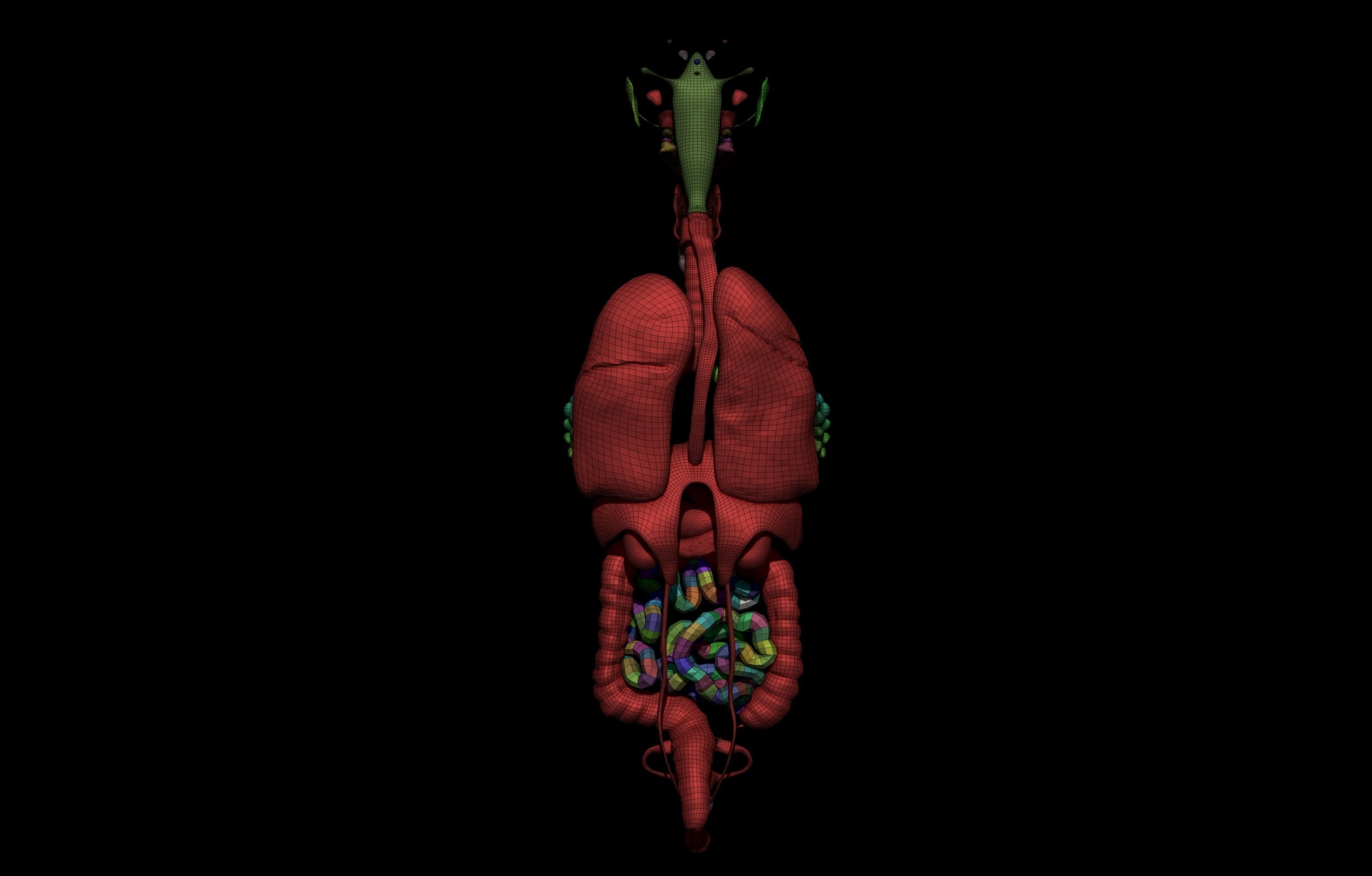 HD Female Complete Human 3D Anatomy Model PBR Low-poly 3D model_73