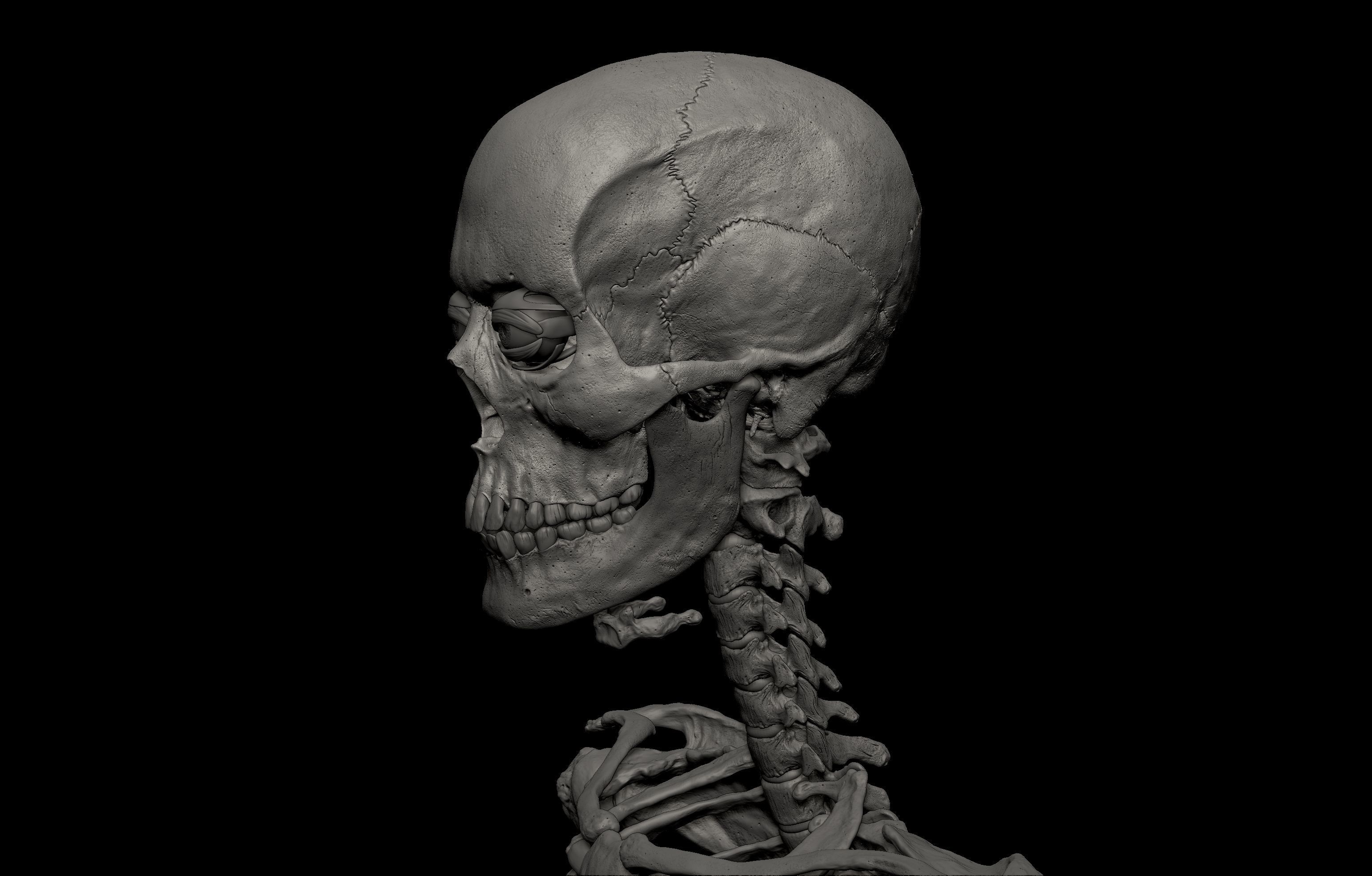 HD Female Complete Human 3D Anatomy Model PBR Low-poly 3D model_10