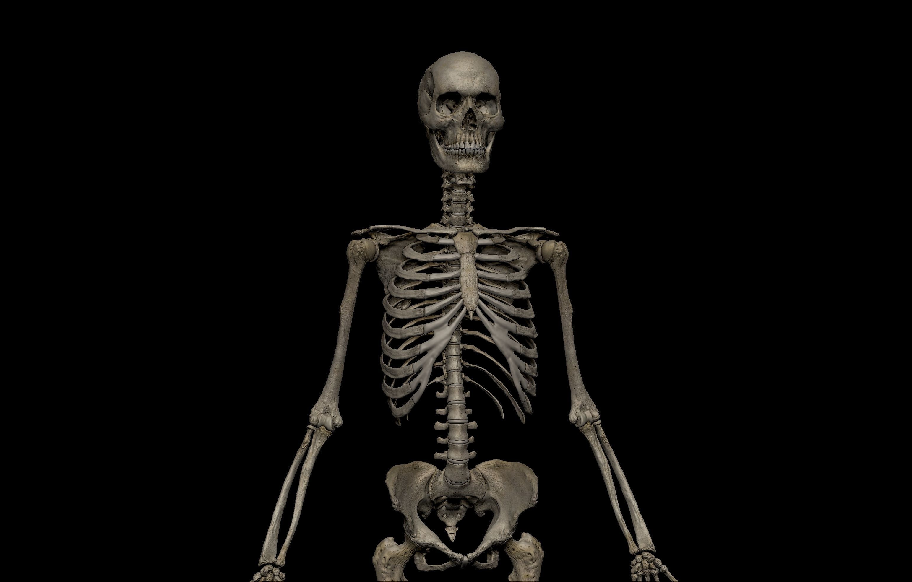 HD Female Complete Human 3D Anatomy Model PBR Low-poly 3D model_8