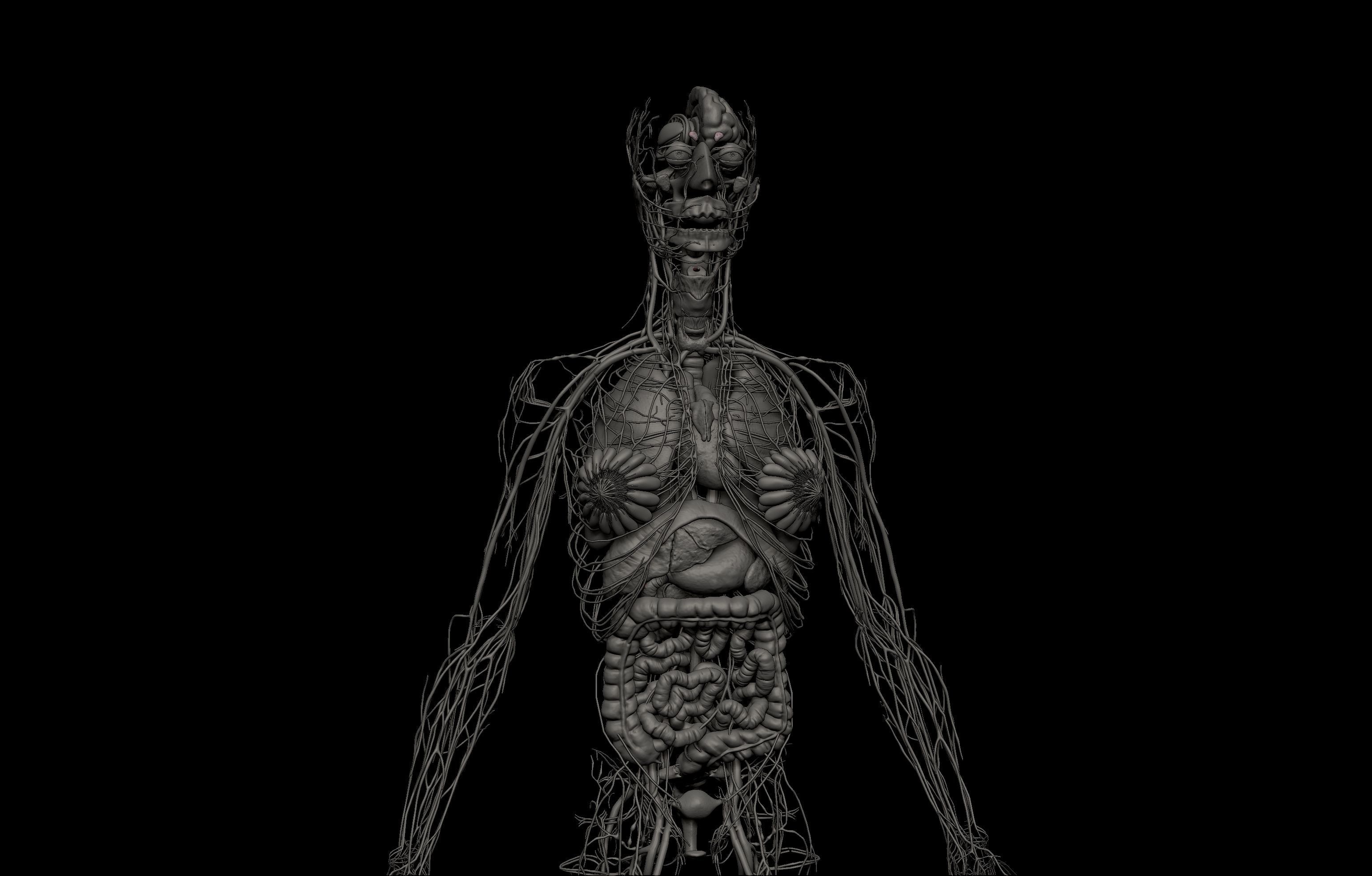 HD Female Complete Human 3D Anatomy Model PBR Low-poly 3D model_9