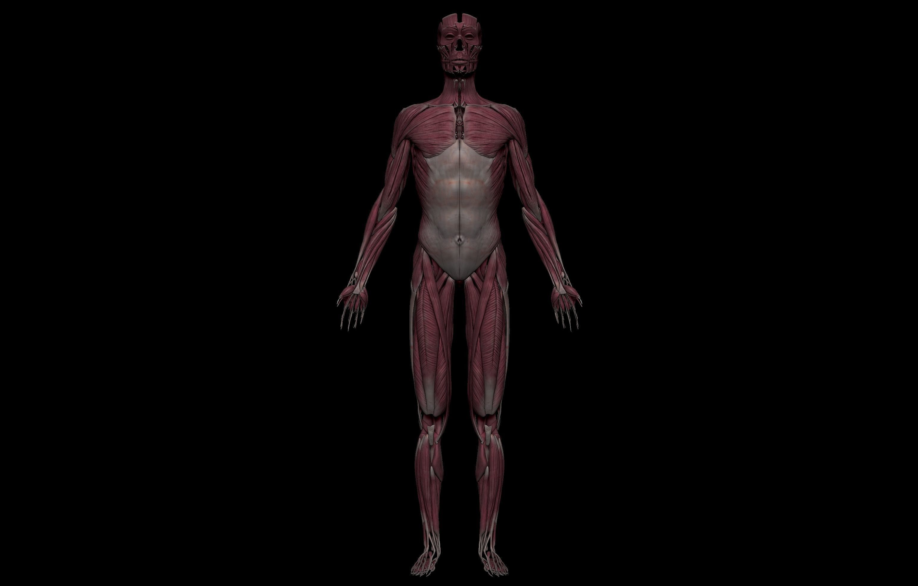 HD Female Complete Human 3D Anatomy Model PBR Low-poly 3D model_39