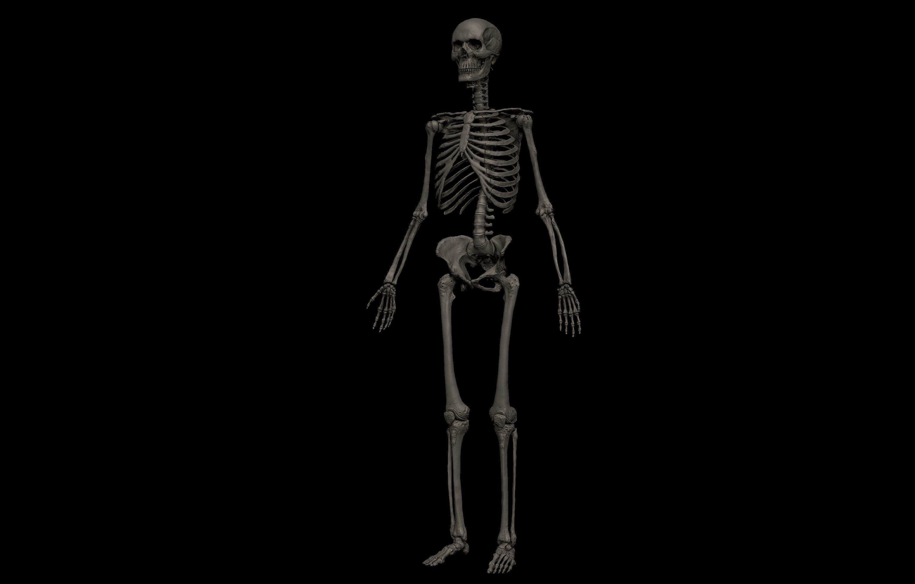 HD Female Complete Human 3D Anatomy Model PBR Low-poly 3D model_27