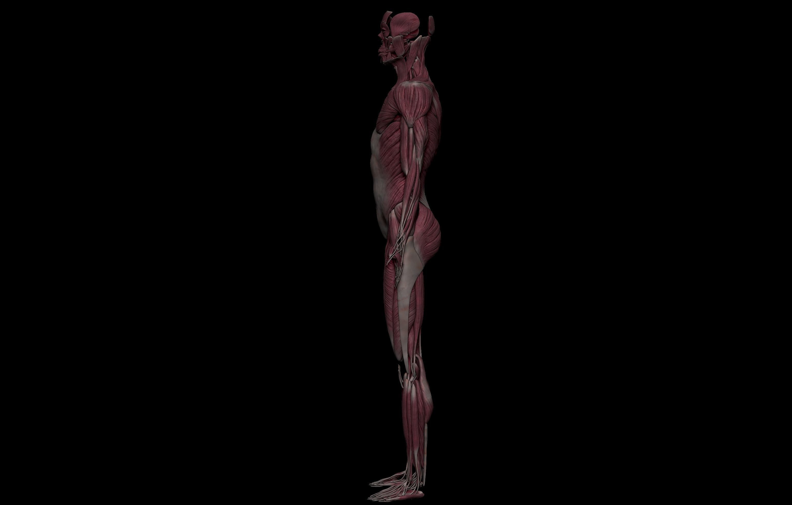 HD Female Complete Human 3D Anatomy Model PBR Low-poly 3D model_32