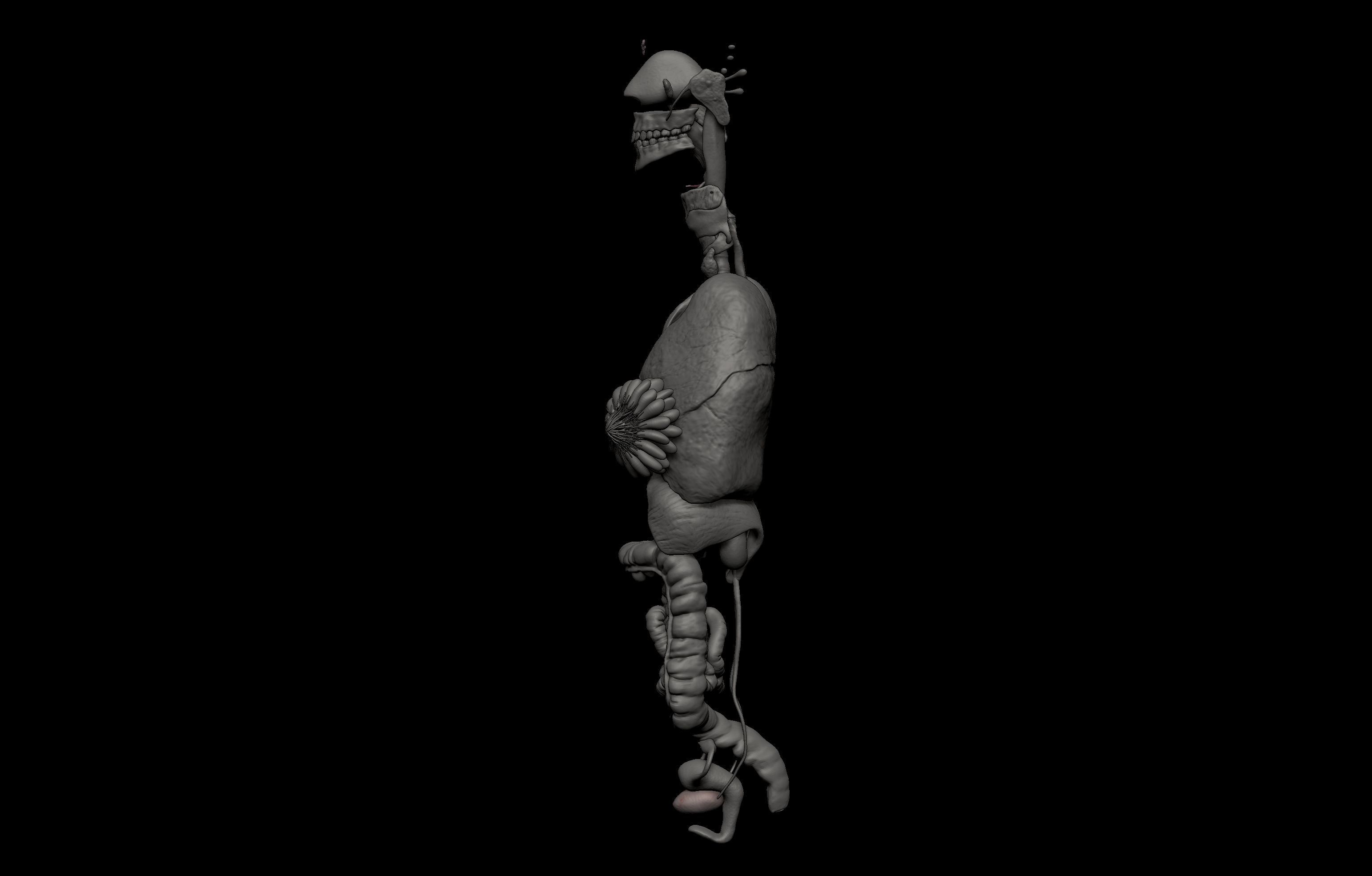 HD Female Complete Human 3D Anatomy Model PBR Low-poly 3D model_72