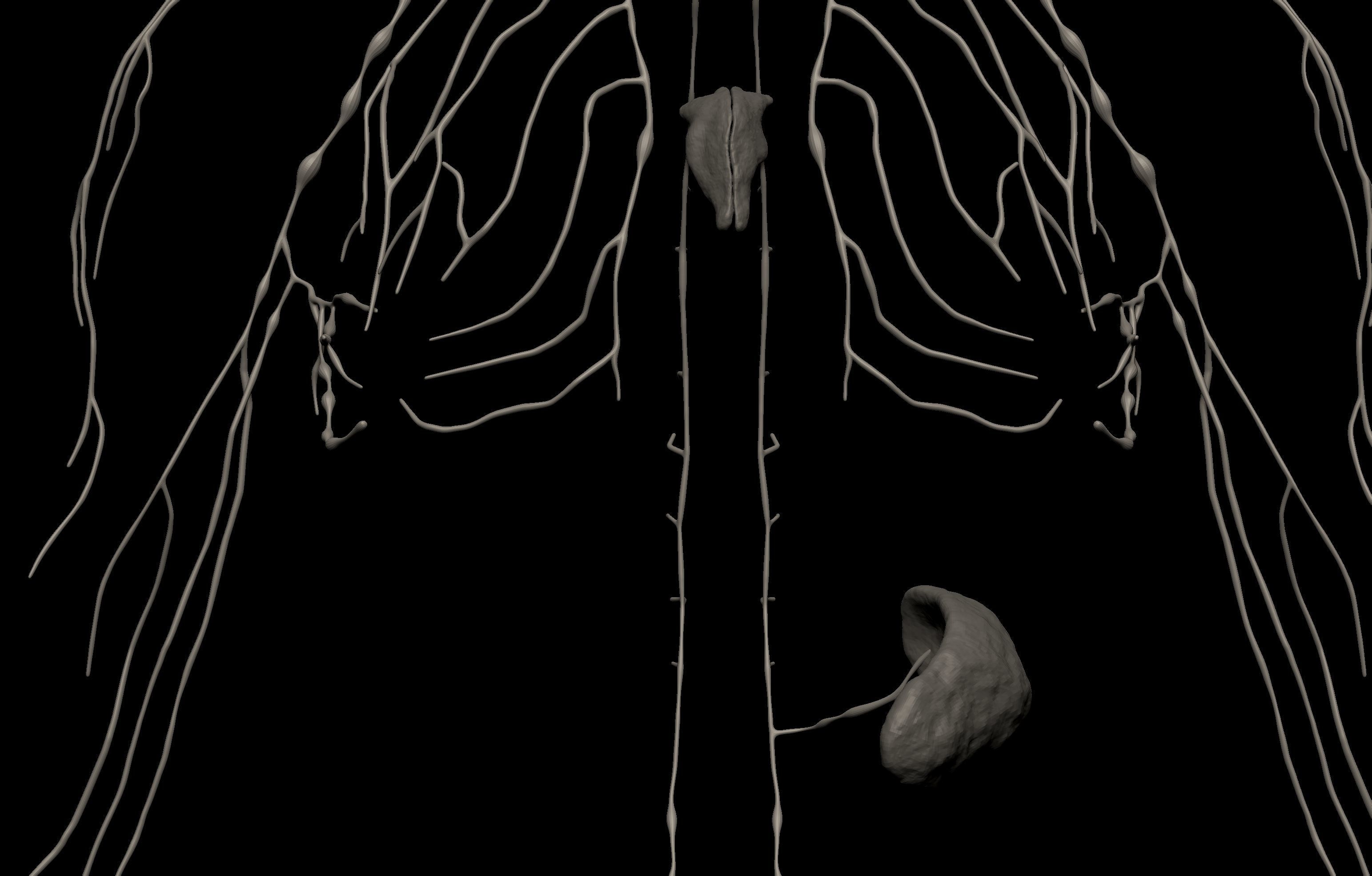 HD Female Complete Human 3D Anatomy Model PBR Low-poly 3D model_99